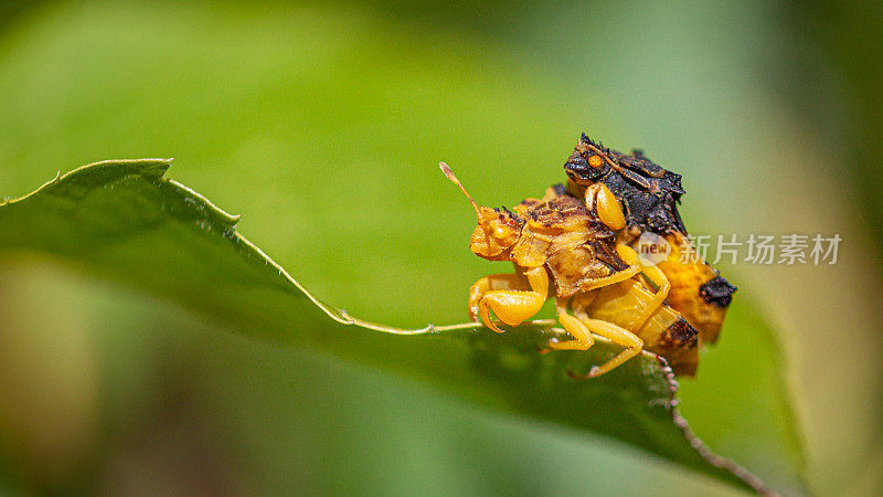 伏击虫的交配，(Phymata americana americana)，伏击虫的交配，Phymatinae。